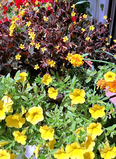 Yellow Calibrachoa Flower Seeds