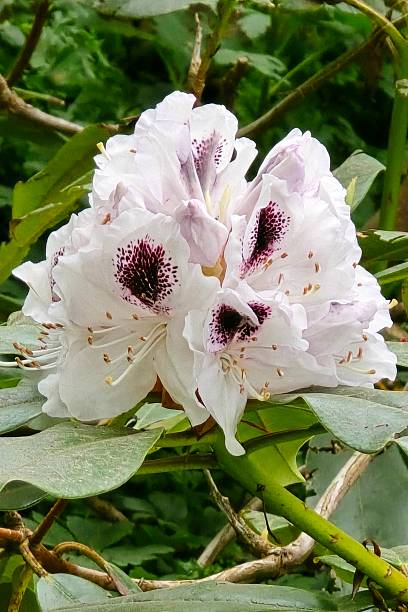 Azalea Flower Seeds - Heirloom Non GMO High Germination Organic Garden Flower Seeds