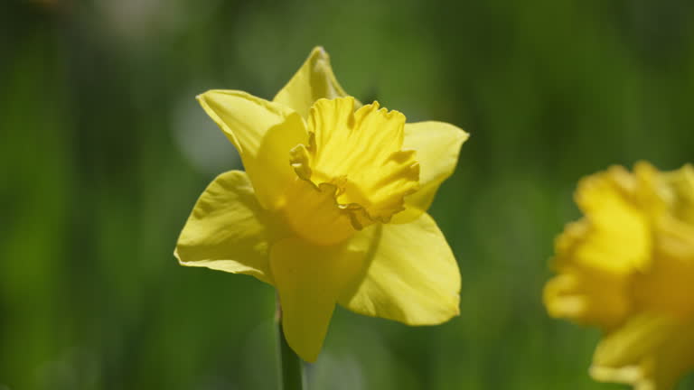 Yellow Daffodil Flower Seeds – Heirloom, Non GMO, High Germination Seeds - Heirloom Non-GMO High Germination Organic Gar