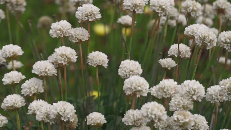 Aster Flower Seeds - Heirloom Non GMO Premium Garden Seeds for Planting
