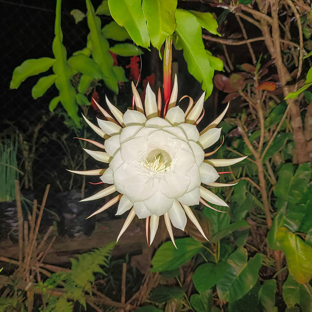 White Epiphyllum Oxypetalum Flower Seeds - Heirloom Non GMO High Germination Flower Seeds for Home Garden Planting