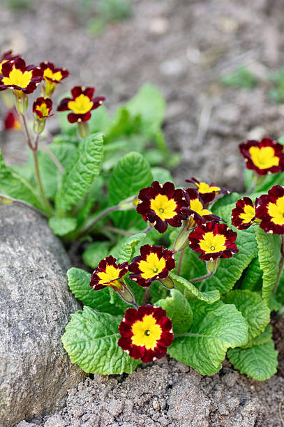 Burra Gokhru Bindii Flower Seeds - Heirloom Non GMO Premium Garden Seeds for Planting