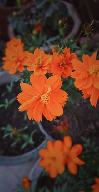 Orange Cosmos Flower Seeds - Heirloom Non GMO High Germination Premium Flower Seeds for Home Garden