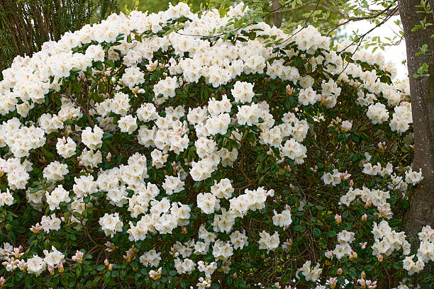 Azalea Flower Seeds