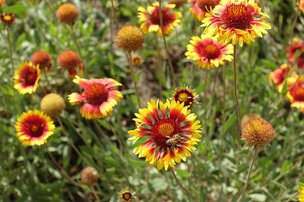 Aristata Grandiflora Flower Seeds