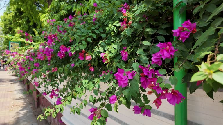 Brachyscome Flower Seeds - Heirloom Non GMO Premium Garden Seeds for Planting