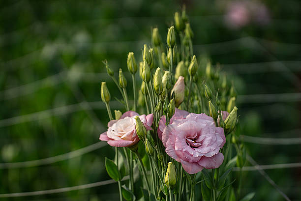 Pink Lisianthus s Seed Premium Floral Seeds - Heirloom Non GMO Premium Garden Seeds for Planting