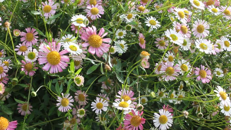 Erigeron Karvinskianus Flower Seeds