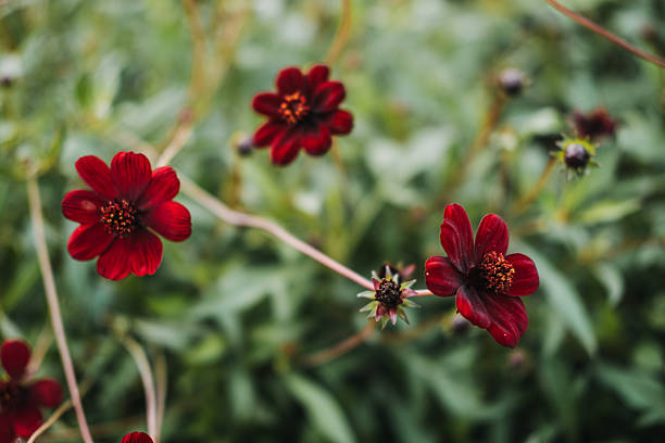 Dark Red Cosmos Flower Seeds - Heirloom Non GMO High Germination Premium Garden Seeds for Planting