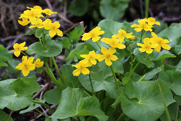 Caltha Flower Seeds