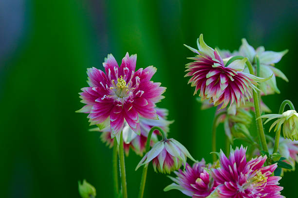 Aquilegia Flower Seeds