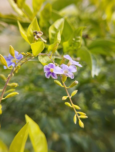 Duranta Flower Seeds