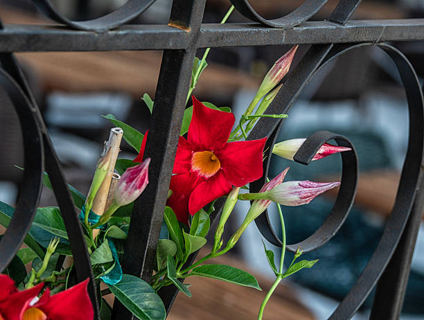 Dipladenia Flower Seeds