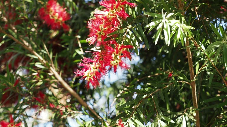 Red Callistemon Flower Seeds