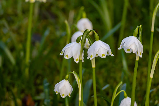 Dicentra Flower seeds