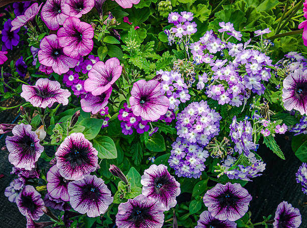 Mixed Petunia Flower Seeds – Easy Grow Blossoms for Pots and Backyard Spaces