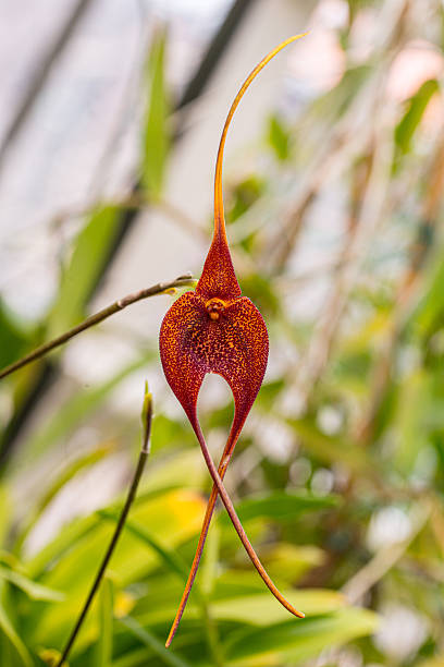 Monkey Face Orchid Flower Seeds – Exotic Flowering Plants for Vibrant Garden Beauty