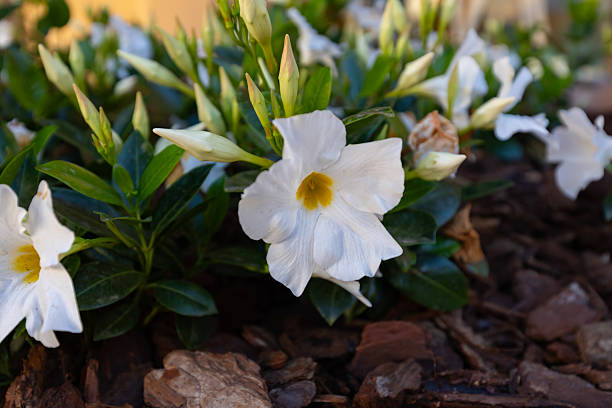 White Dipladenia Sanderi Flower Seeds - Heirloom Non GMO High Germination Flower Seeds for Home Garden Planting