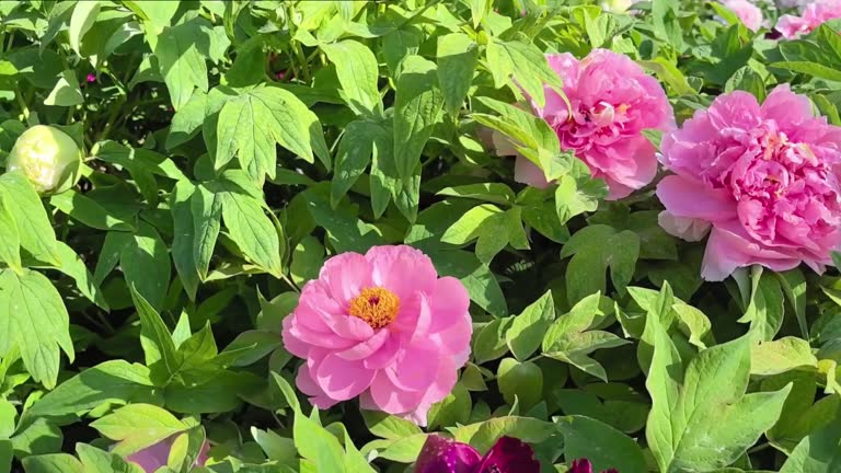 Paeonia Flower Seeds – Exotic Flowering Plants for Vibrant Garden Beauty