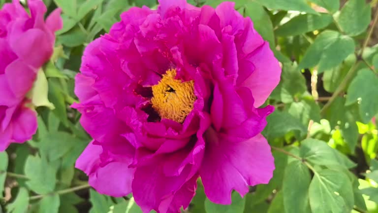 Peony Flower Seeds Perennial - Heirloom Non GMO High Germination Seeds