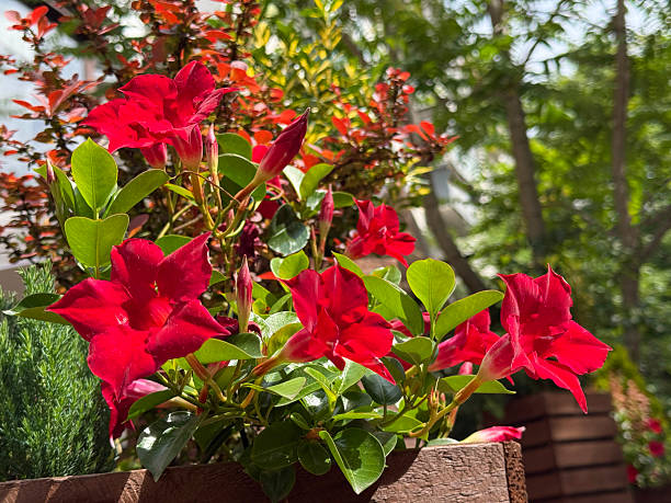 Dipladenia Flower Seeds - Heirloom, Non GMO, High Germination, Organic Garden Seeds