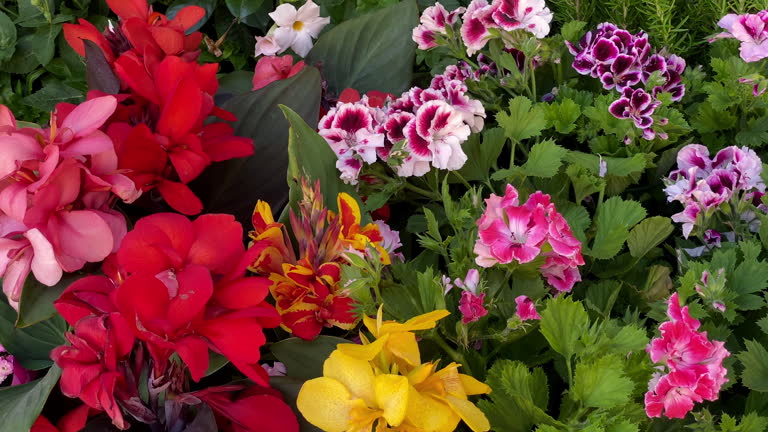 Canna Lilly Flower Seeds Mixed
