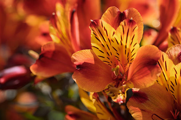 Orange Alstroemeria Flower Seeds