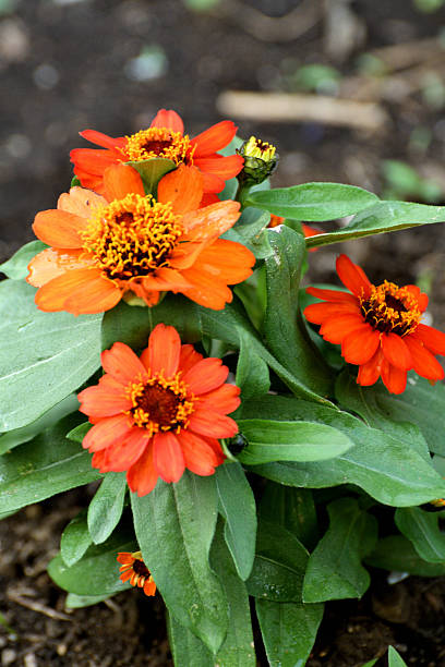 Orange Zinnia Flower Seeds – Exotic Flowering Plants for Vibrant Garden Beauty