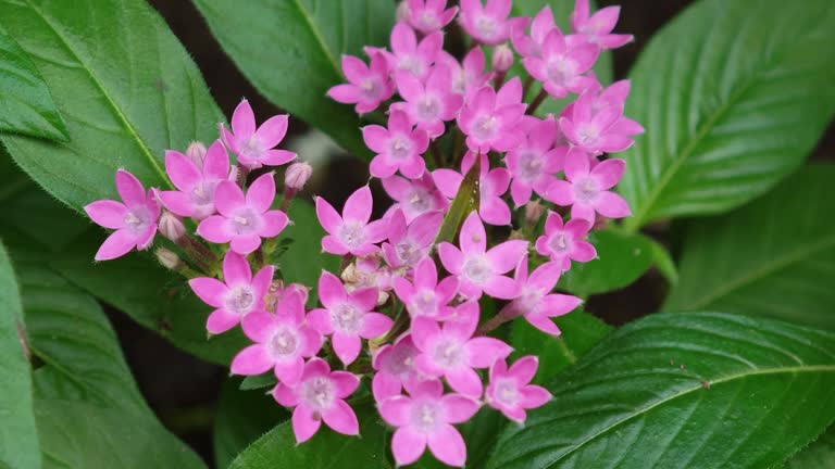 Pentas Flower Seeds – Exotic Flowering Plants for Vibrant Garden Beauty