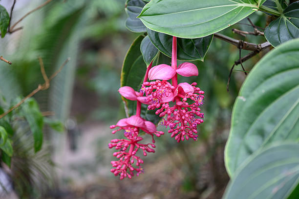 Medinilla Flower Seeds – Easy Grow Blossoms for Pots & Backyard Spaces for Colorful Landscape