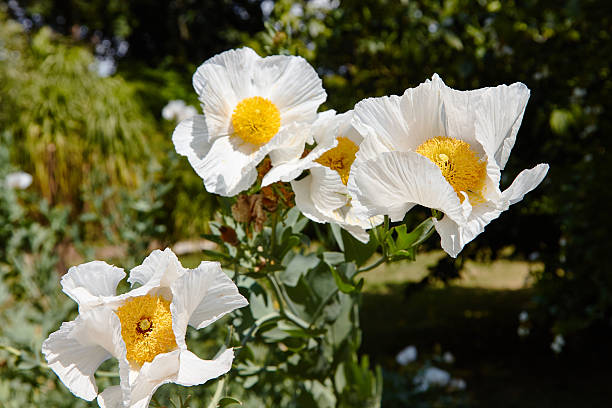 Cucullaria Flower Seed