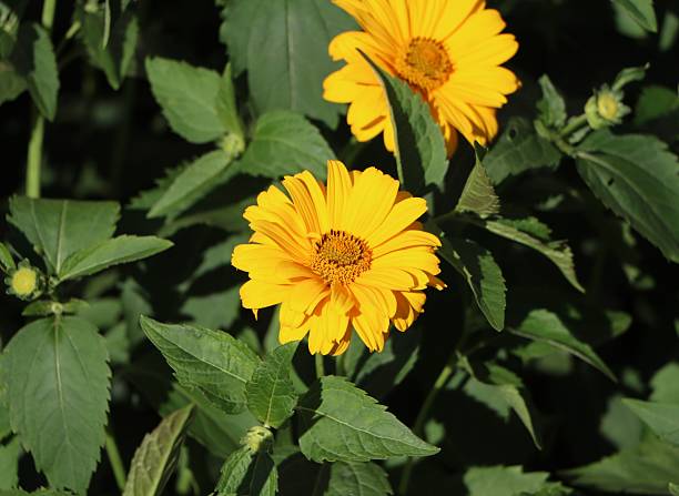 Heliopsis Flower Seeds