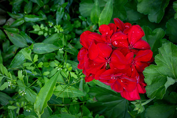 Red Geranium Pelargonium Flower Seeds | - Heirloom Non GMO Premium Flower Seeds for Home Garden Planting