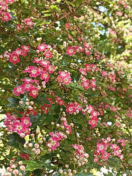 Pink Hawthorn Seeds - Heirloom Non GMO Premium Garden Seeds for Planting