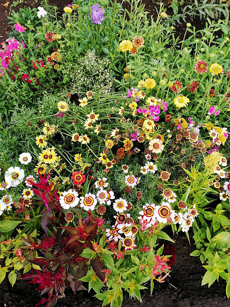 Mixed Phlox Flower Seeds – Heirloom, Non-GMO, High Germination Seeds