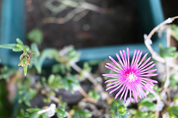 Pink Delosperma Flower Seeds - Heirloom Non GMO Garden Seeds for Planting