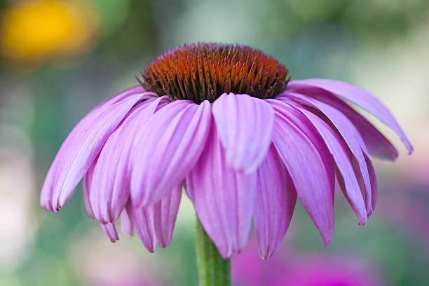 Purple Echinacea Coneflower Seeds | Heirloom Non-GMO High Germination