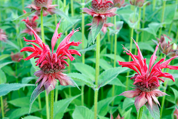 Monarda fistulosa Flower Seeds - Heirloom Non GMO High Germination Seeds