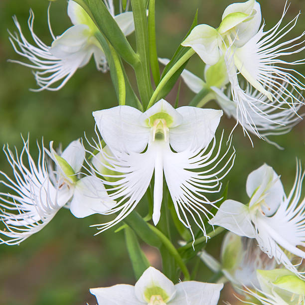 White Orchid Egret Plant Seeds