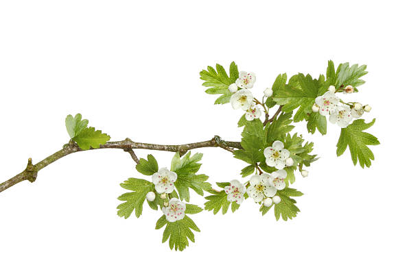 White Hawthorn Flower Seeds – Heirloom, Non GMO, High Germination Seeds