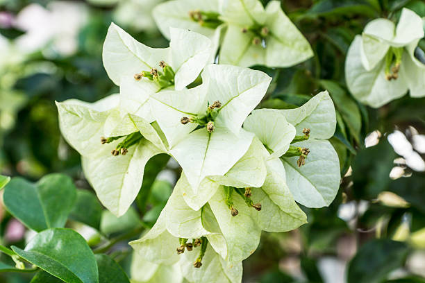 White Bougainvillea Flowers Seeds