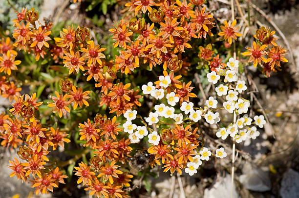 Orange Saxifraga Flower Seeds
