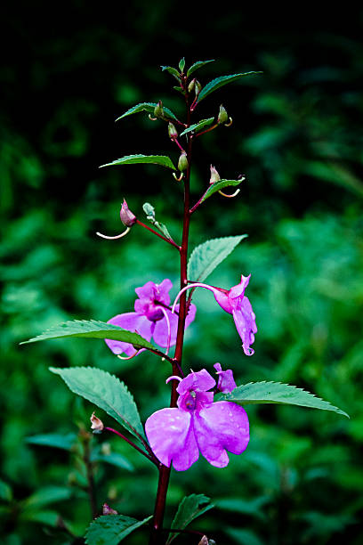 Balsam Flower Seeds