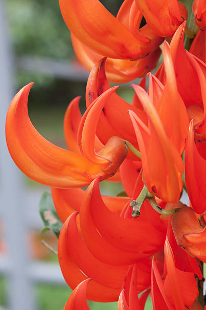 Orange Strongylodon Flower Seeds - Heirloom Non GMO High Germination Garden Planting Seeds