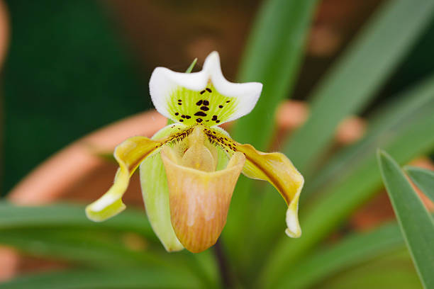 Cypripedium Flower Seeds - Heirloom Non GMO High Germination Premium Garden Seeds for Planting
