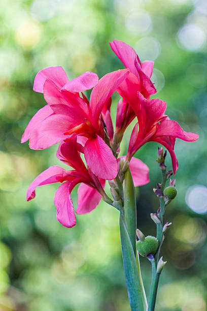 Canna Lily Flower Seeds Heirloom, Non GMO, High Germination, Organic Garden - Heirloom Non GMO High Germination Organic