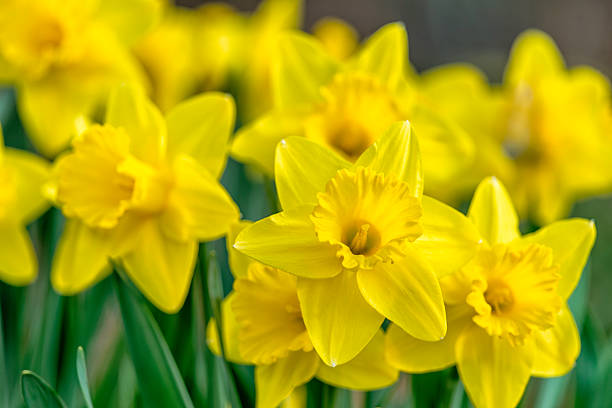 Yellow Daffodil Flower Seeds