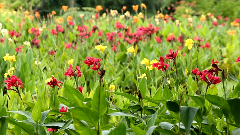 Canna Lilly Flower Seeds Mixed