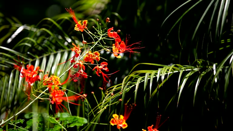 Caesalpinia Flower Seeds - Heirloom Non GMO High Germination Organic Garden Flower Seeds
