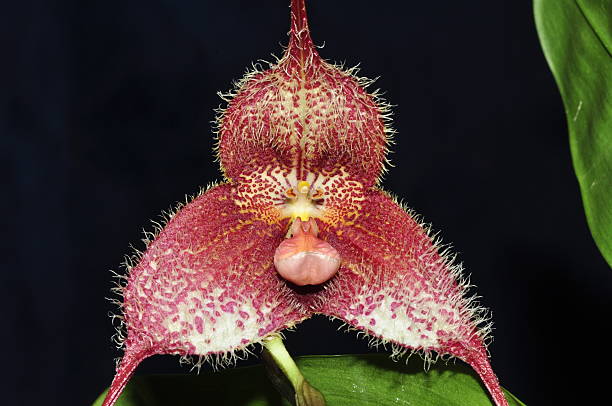 Marron Dracula Simia Flower Seeds